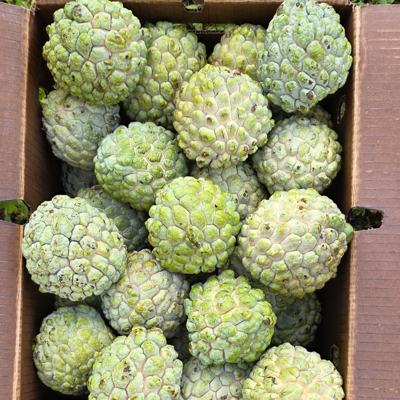 Fruit Variety Picture